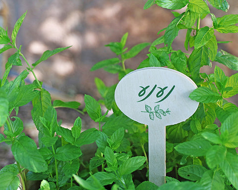 רוזמרין - סמן עץ לצמחי התבלין לגינה מאורגנת ופורחת