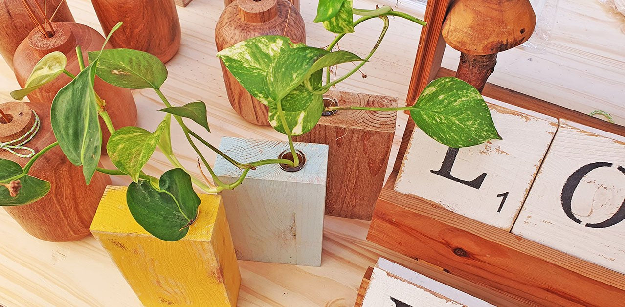 תיבת עץ עם מבחנה לגידול ייחורים צמחי בית